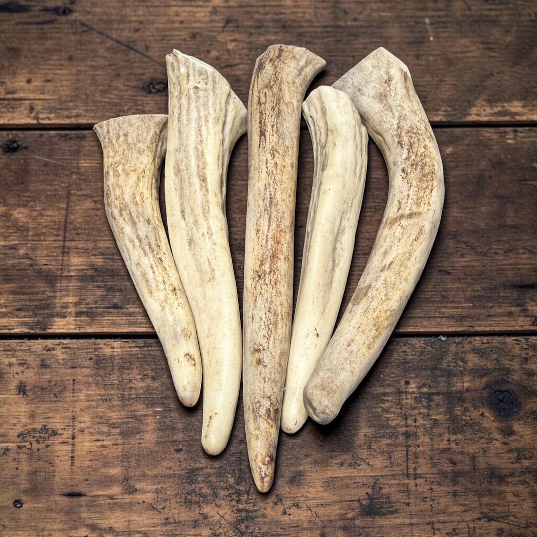 Five whitetail antler tips fanned out