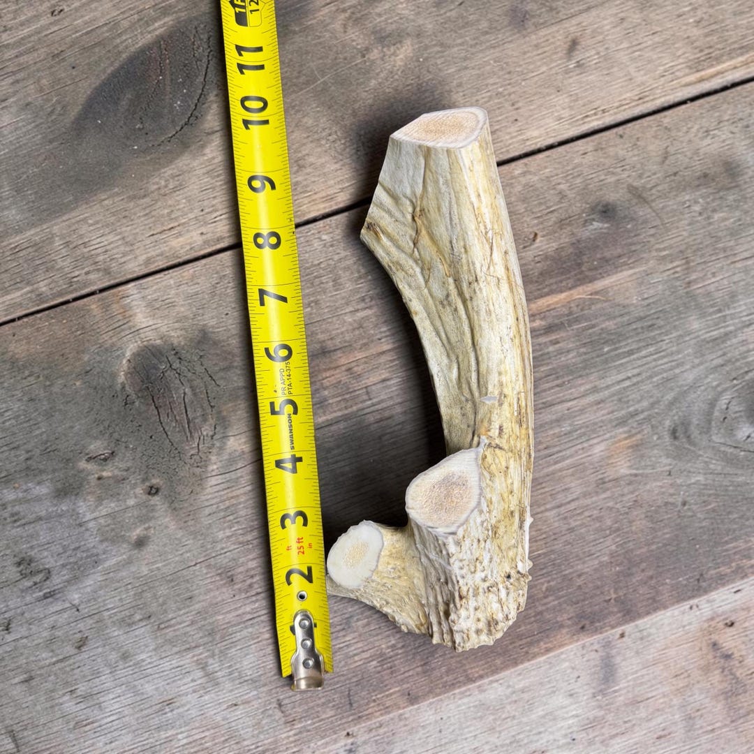 Antler chew next to a measuring tape