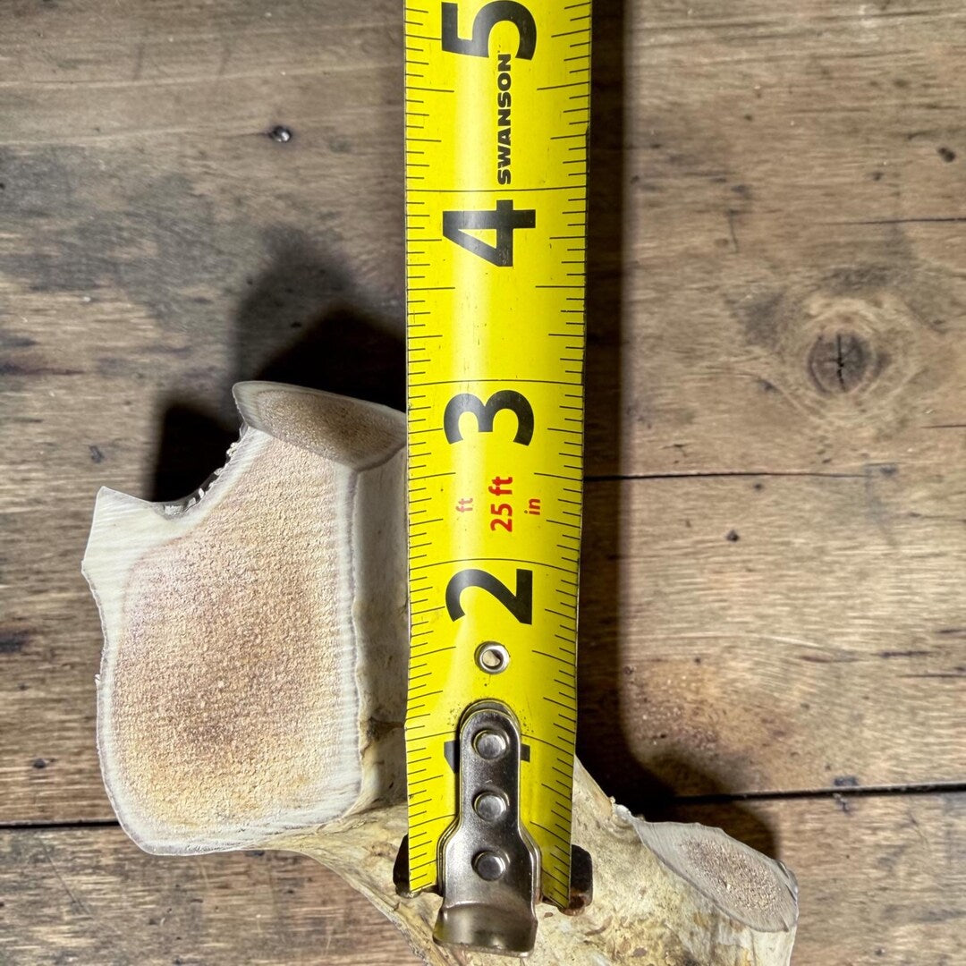 Antler cut end next to a measuring tape