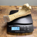 XXL whitetail antler heavy base cut on a scale