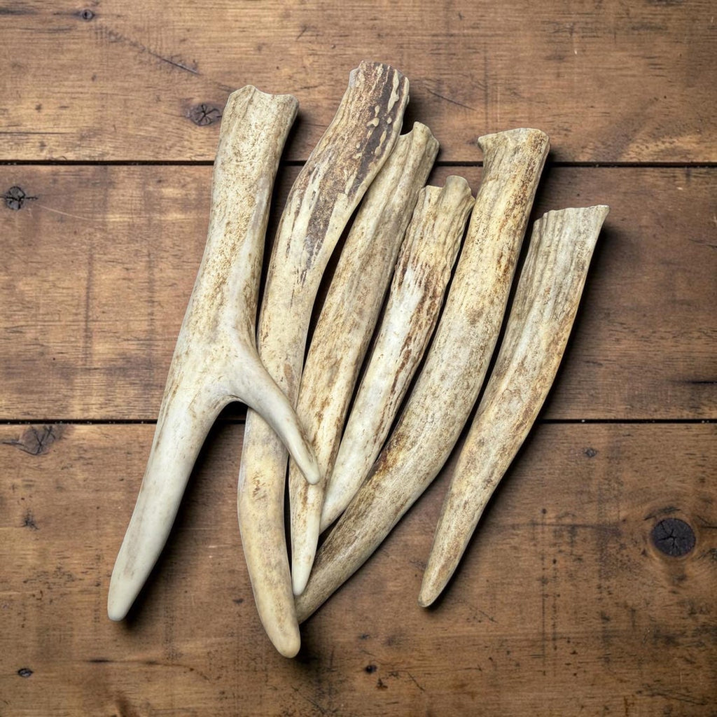 Six whitetail antler chews in varying shades