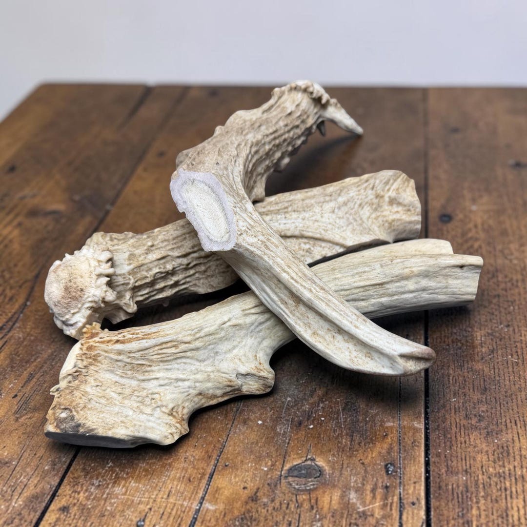 Stack of four antler chew segments