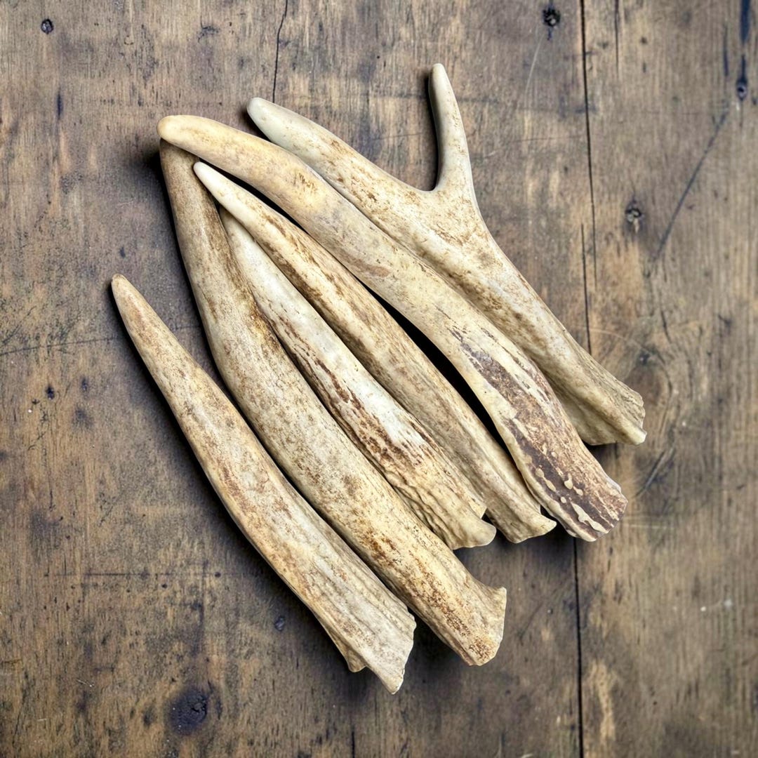 Four whitetail antler chews