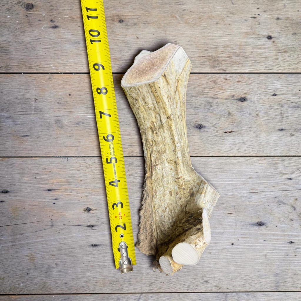 Antler chew measured at about 7 inches