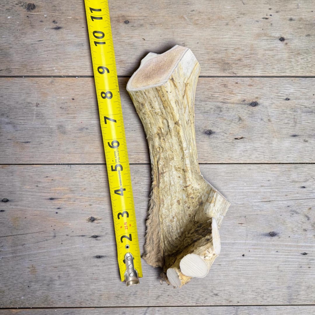 Antler chew measured at about 7 inches