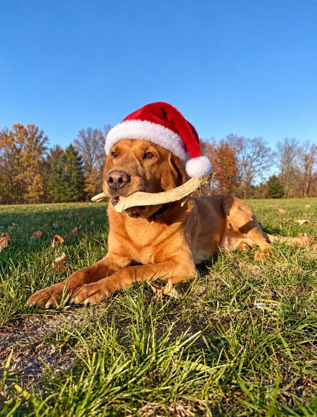 Dog in a Santa hat holding a whitetail antler chew