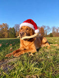 Dog in a Santa hat holding a whitetail antler chew